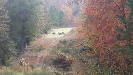 food plot 3.jpg
