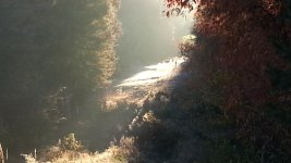 food plot 4.jpg
