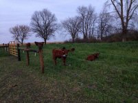 Fence.jpg Fence.jpg
