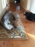aligator1.jpg