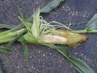 corn 2.JPG