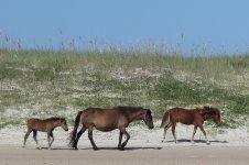 horses.jpg