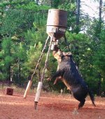 big hog.jpg