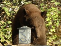 Black bear 004.jpg