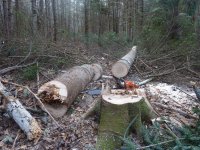 DeadTopFir4.JPG DeadTopFir4.JPG