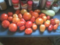 tomoto harvest 2015.jpg