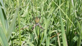 spider.jpg