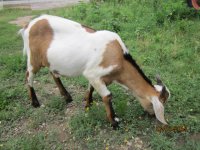 goat 033.JPG goat 033.JPG