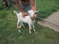 goat 032.JPG goat 032.JPG