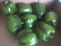 late harvest.jpg