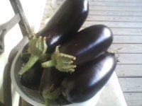 late harvest 2.jpg