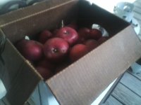 late harvest 1.jpg