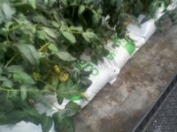 tomato bags 1.jpg