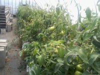 tomato bags.jpg