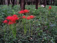 1280px-Higanbana_in_a_woods.jpg
