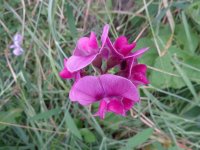 Neat wild flower 006.jpg