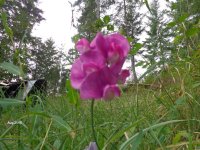 Neat wild flower 003.jpg