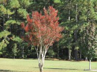 IMG_0149.jpg
