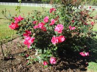 IMG_0148.jpg