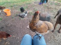Chickens.jpg