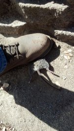 rat stomp.jpg
