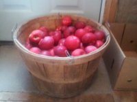 my apples.jpg