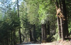 redwoods.jpg