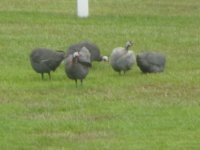 IMG_0120.JPG