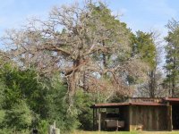 old oak tree - dead.jpg