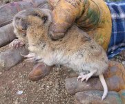 gopher.jpg