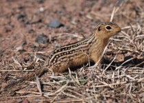 13-Lined-Ground-Squirrel-si.gif