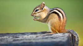 chipmunk-eating-nut.jpg