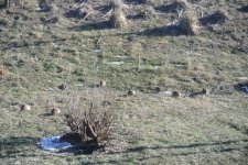 Quail 04.jpg