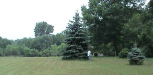 8-169373-Micheletree.jpg
