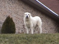 33-219838-Dog.jpg