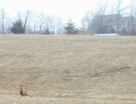 8-41165-pheasant.jpg