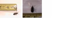 8-170077-Namethisbug.jpg