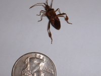 8-223785-stinkbug.JPG