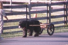 353960-Lizzyand cart.JPG