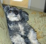 35-170409-Gizmo.JPG