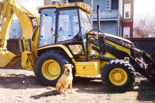 35-115068-dogcat3.JPG