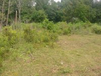 316795-Brush Cutting.JPG