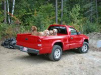316944-Dogs in truck quarter view.jpg