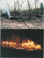 35-41823-Fire.jpg
