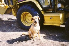 35-115096-wally.JPG