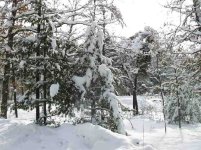 6-115534-snow7.jpg