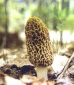 6-115803-Morel.jpg