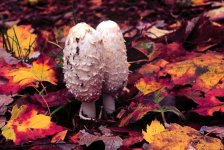 6-115823-bigmushrooms[1].jpg