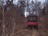 2-221410-mule_in_woods.JPG
