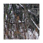 54-221988-weedyraccoon.jpg